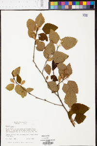 Betula lenta image