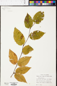 Betula lenta image