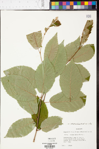 Betula alleghaniensis image