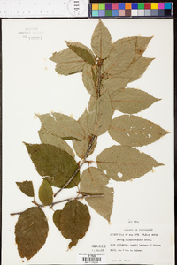 Betula alleghaniensis image