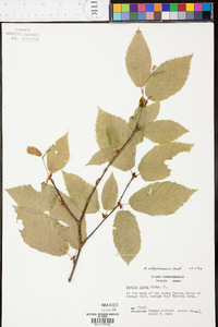 Betula alleghaniensis image