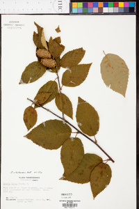 Betula alleghaniensis image