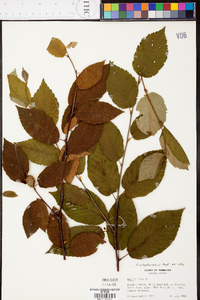 Betula alleghaniensis image