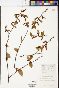 Betula alleghaniensis image