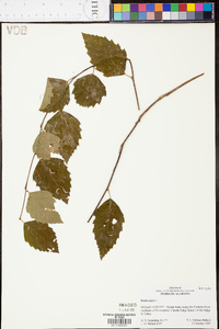 Betula lenta image