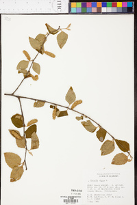 Betula lenta image