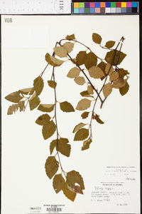 Betula lenta image