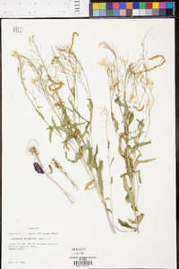 Cardamine rhomboidea image