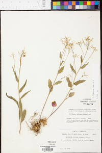 Cardamine rhomboidea image