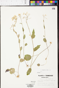 Cardamine rhomboidea image