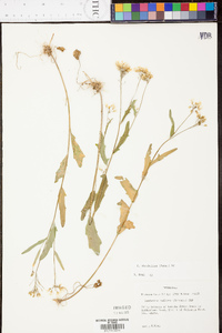 Cardamine rhomboidea image