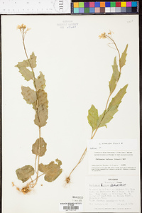 Cardamine rhomboidea image