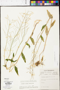 Cardamine rhomboidea image