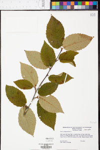 Betula alleghaniensis image