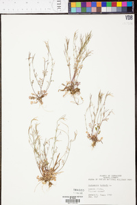 Cardamine parviflora image