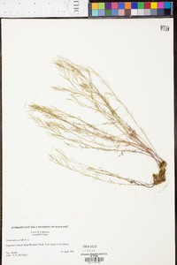 Cardamine parviflora image