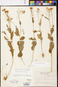 Cardamine rhomboidea image