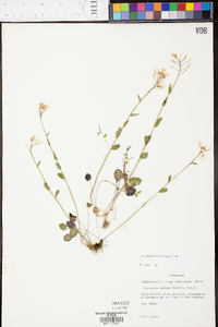 Cardamine rhomboidea image