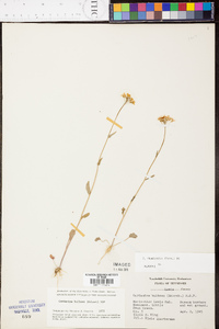 Cardamine rhomboidea image