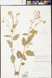 Cardamine rhomboidea image