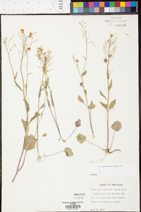 Cardamine rhomboidea image