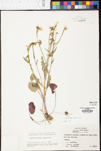 Cardamine rhomboidea image