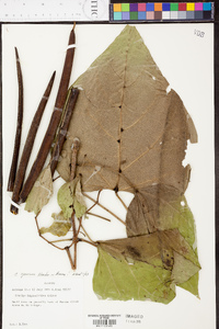 Catalpa speciosa image