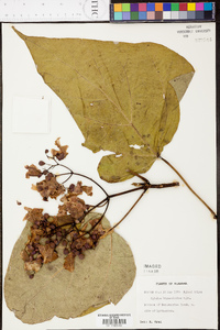 Catalpa bignonioides image