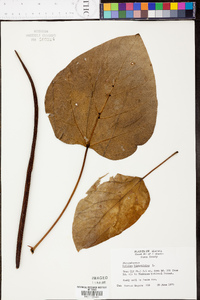 Catalpa bignonioides image