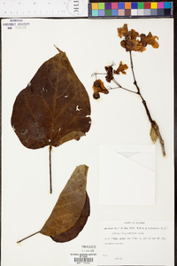 Catalpa bignonioides image