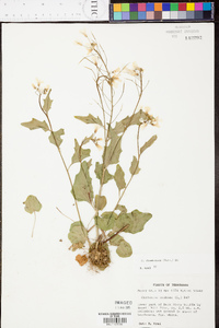 Cardamine rhomboidea image