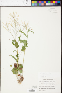 Cardamine rhomboidea image