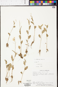 Cardamine rhomboidea image