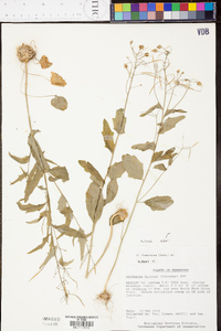 Cardamine rhomboidea image