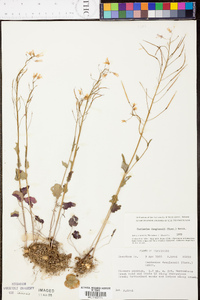 Cardamine douglassii image