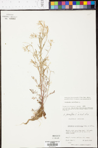 Cardamine parviflora image