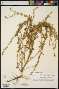 Buglossoides arvensis image