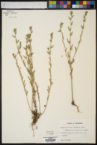 Buglossoides arvensis image