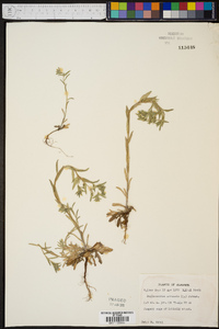 Buglossoides arvensis image