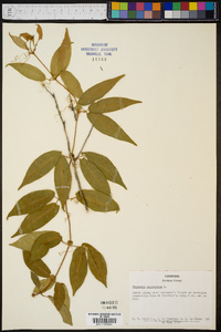 Bignonia capreolata image