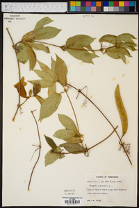 Bignonia capreolata image