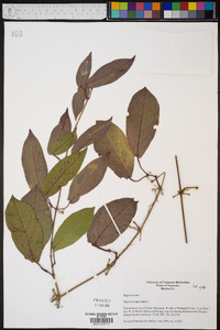 Bignonia capreolata image