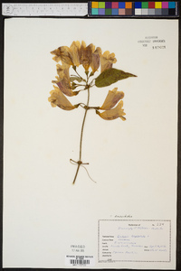 Bignonia capreolata image