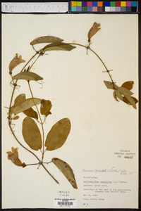 Bignonia capreolata image