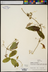 Bignonia capreolata image