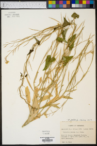 Brassica juncea image