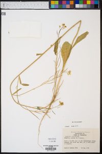 Brassica juncea image