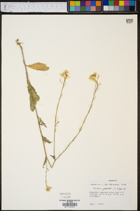 Brassica juncea image