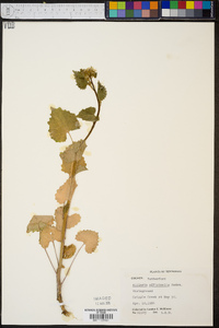 Alliaria petiolata image