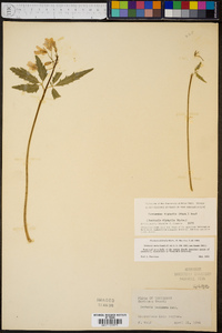 Cardamine diphylla image